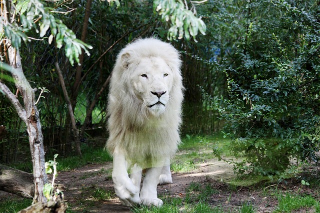 lion-3284746_640
